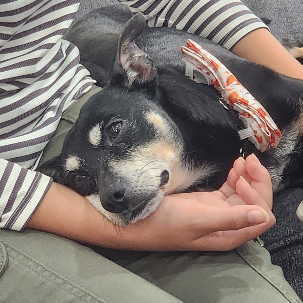 Enlarge Professor Plum, a Adoptable Chihuahua in Ramona, CA image 3/6