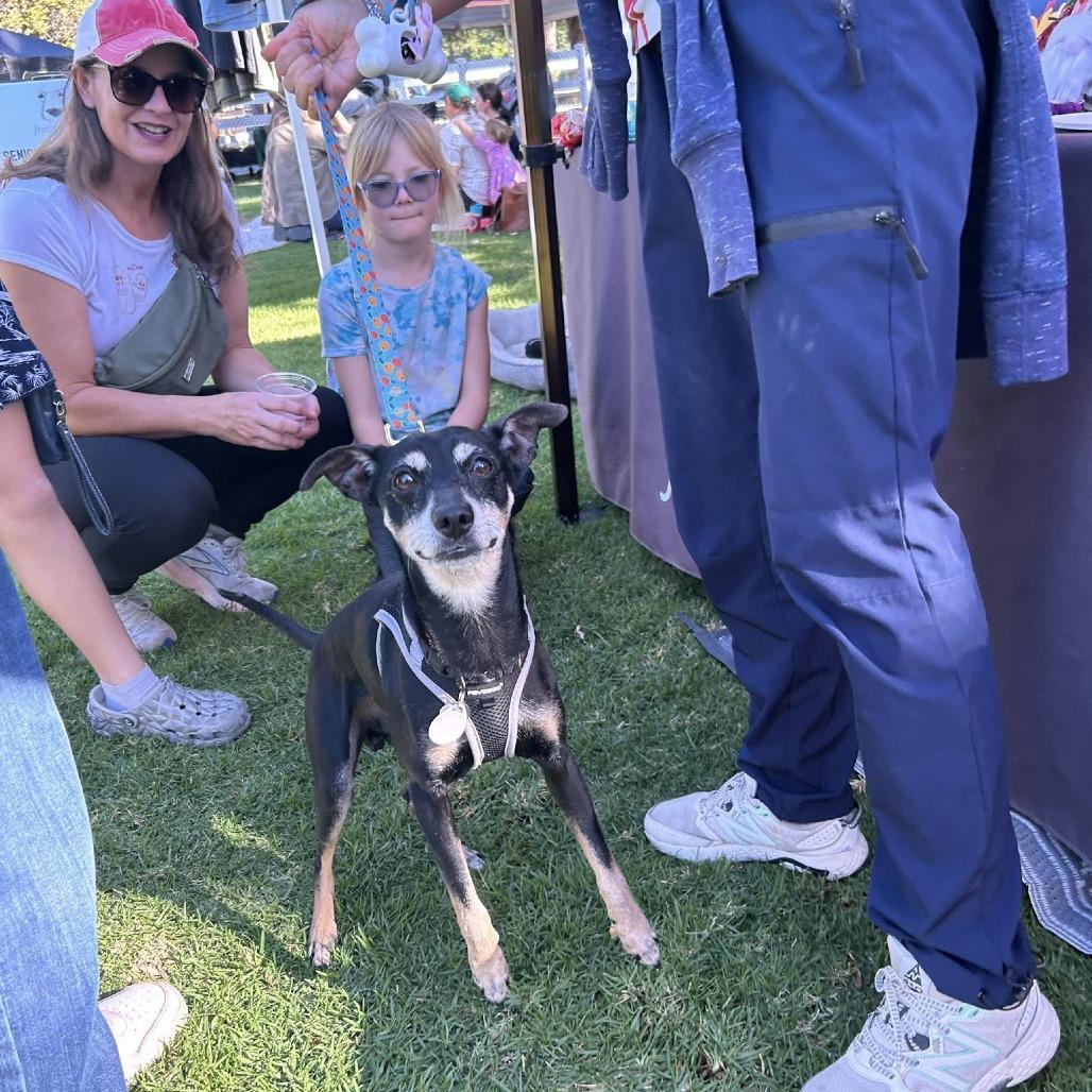 Enlarge Professor Plum, a Adoptable Chihuahua in Ramona, CA image 5/6