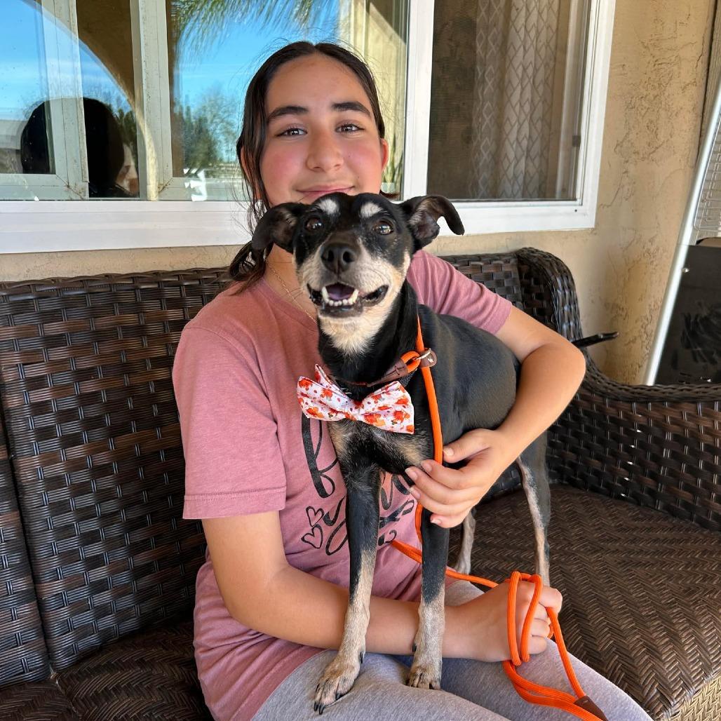 Enlarge Professor Plum, a Adoptable Chihuahua in Ramona, CA image 6/6