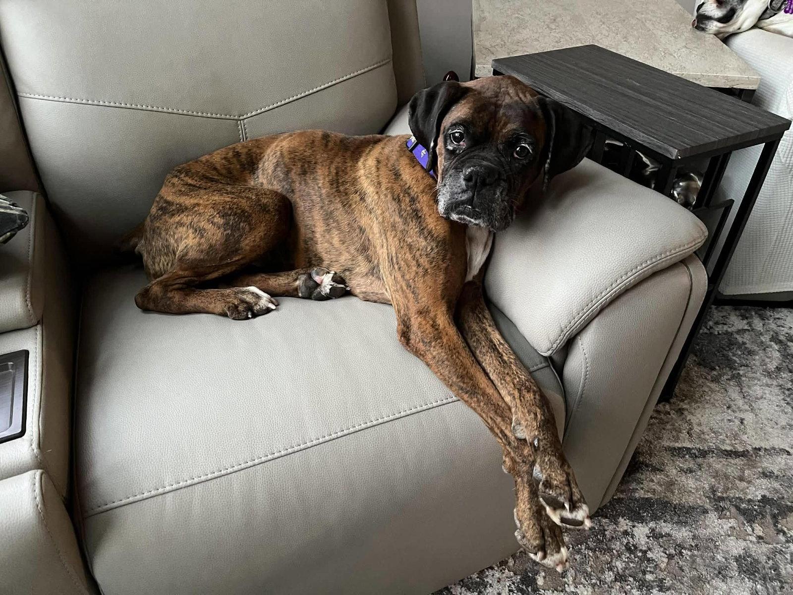 Gemma - ADOPTION PENDING!!, Adoptable, Adult Female Boxer.