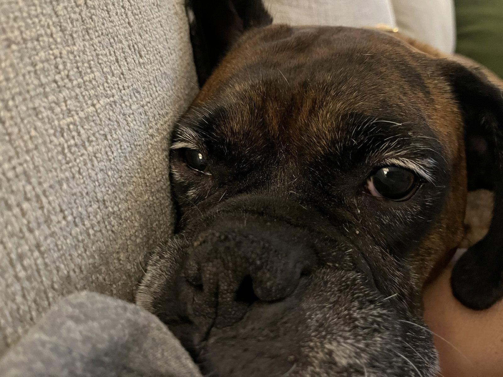 Gemma, Adoptable, Adult Female Boxer.