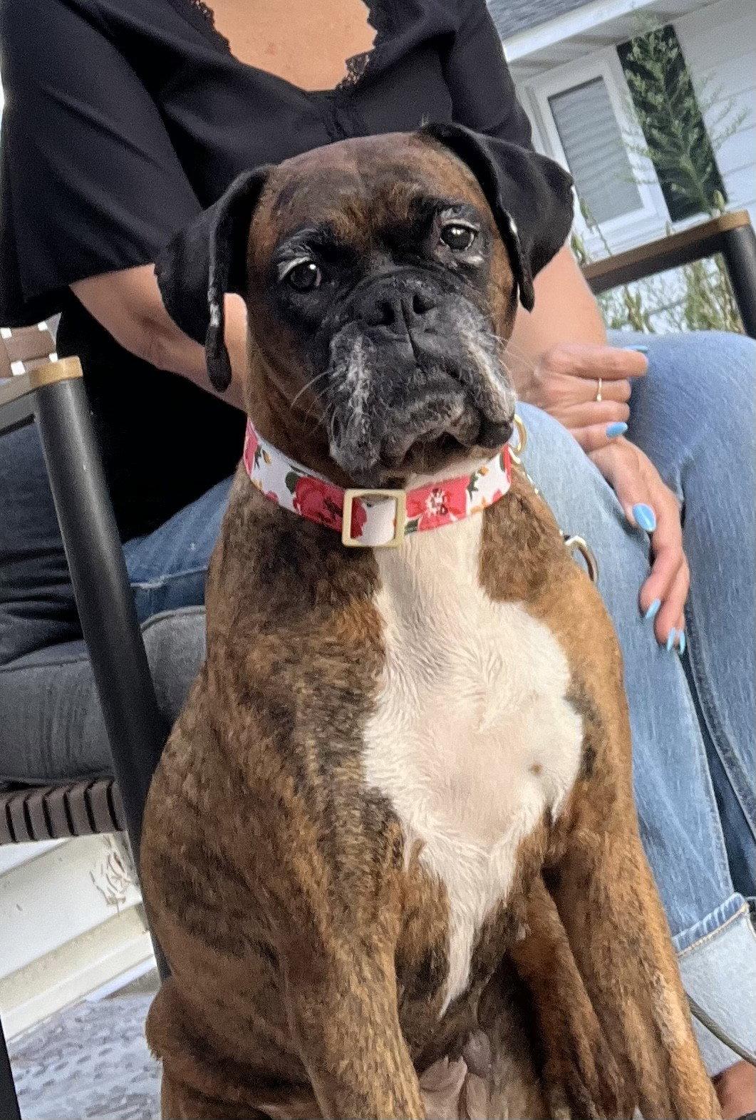 Enlarge Gemma, a Adoptable Boxer in Shakopee, MN image 2/3