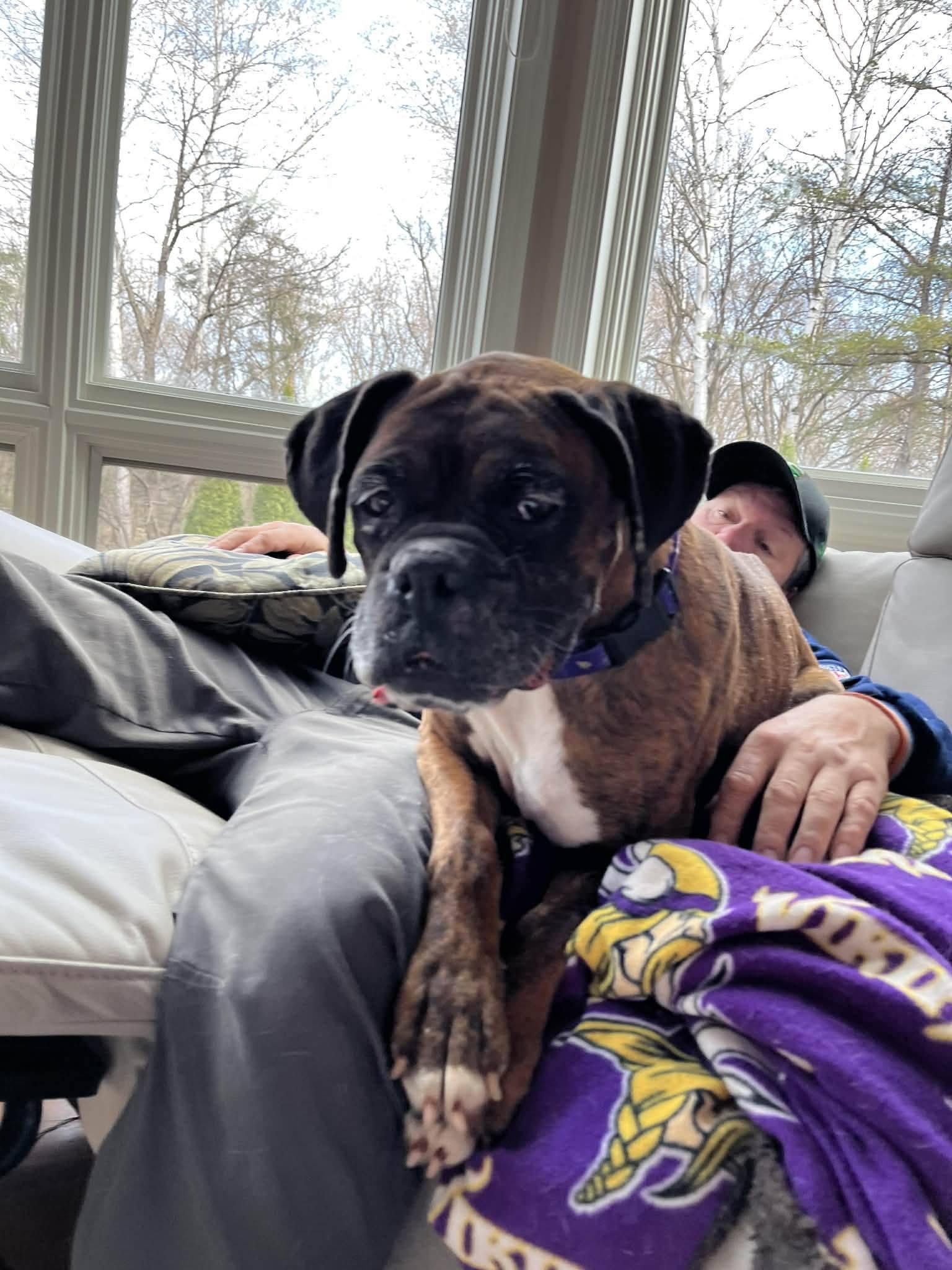 Enlarge Gemma - ADOPTION PENDING!!, a Adoptable Boxer in Shakopee, MN image 2/3