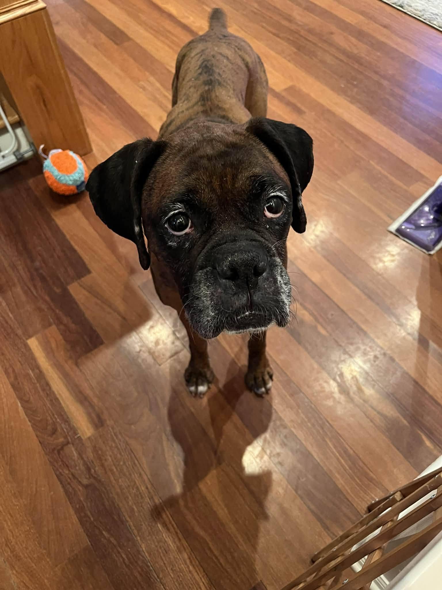 Enlarge Gemma - ADOPTION PENDING!!, a Adoptable Boxer in Shakopee, MN image 3/3