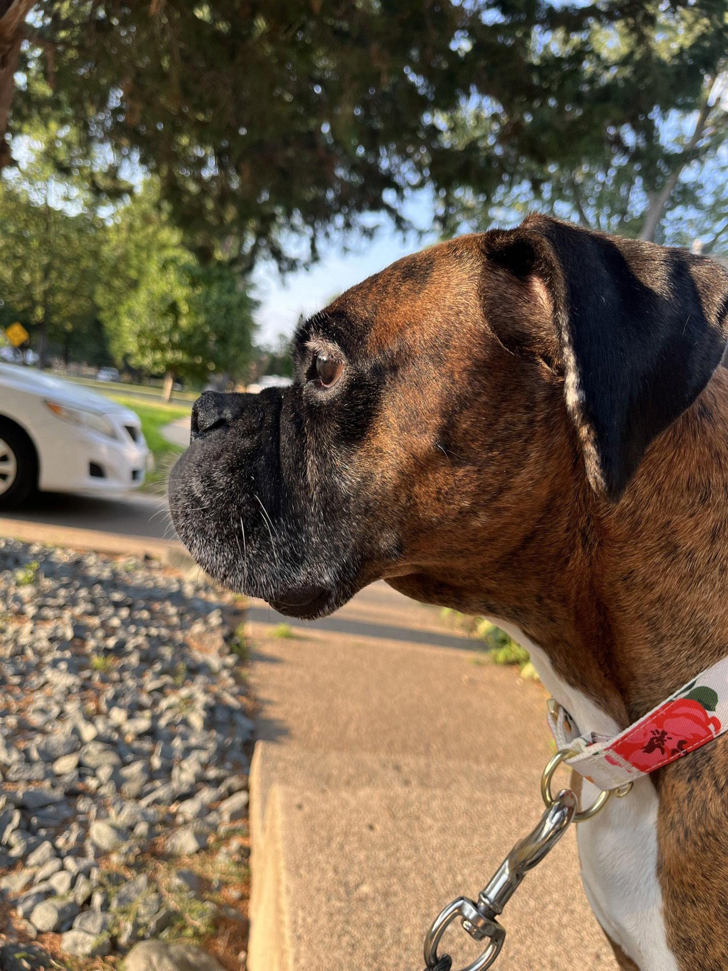 Enlarge Gemma, a Adoptable Boxer in Shakopee, MN image 3/3