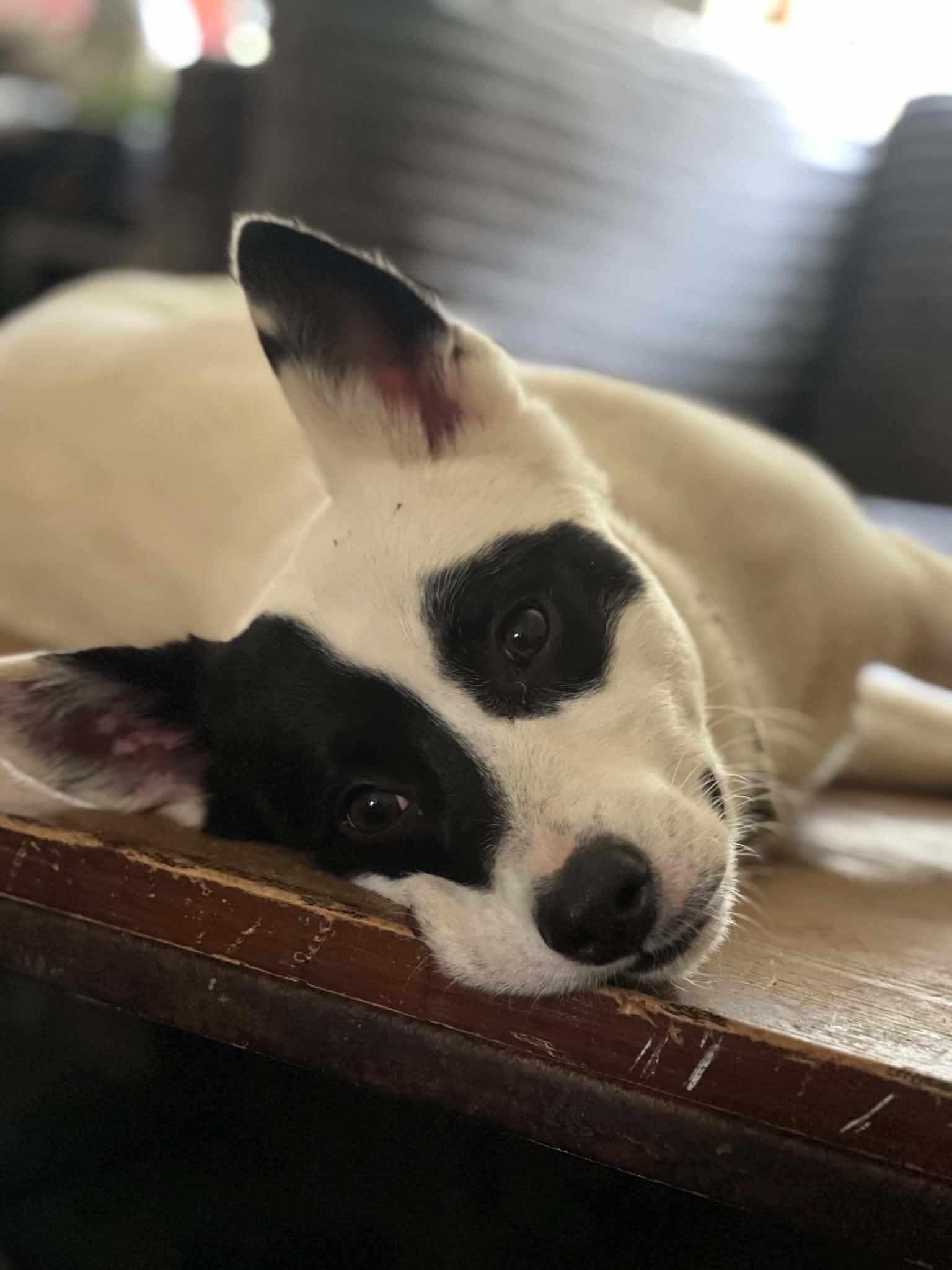 Flint- In Foster, Adoptable, Young Male Australian Cattle Dog / Blue Heeler & Border Collie.