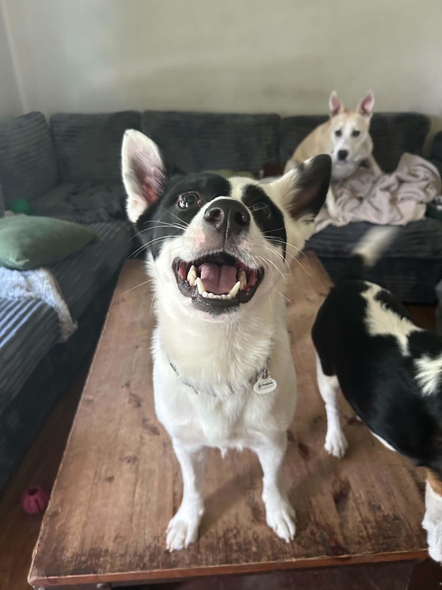 Flint, a Adoptable mixed breed in Kansas City, MO image 2/6