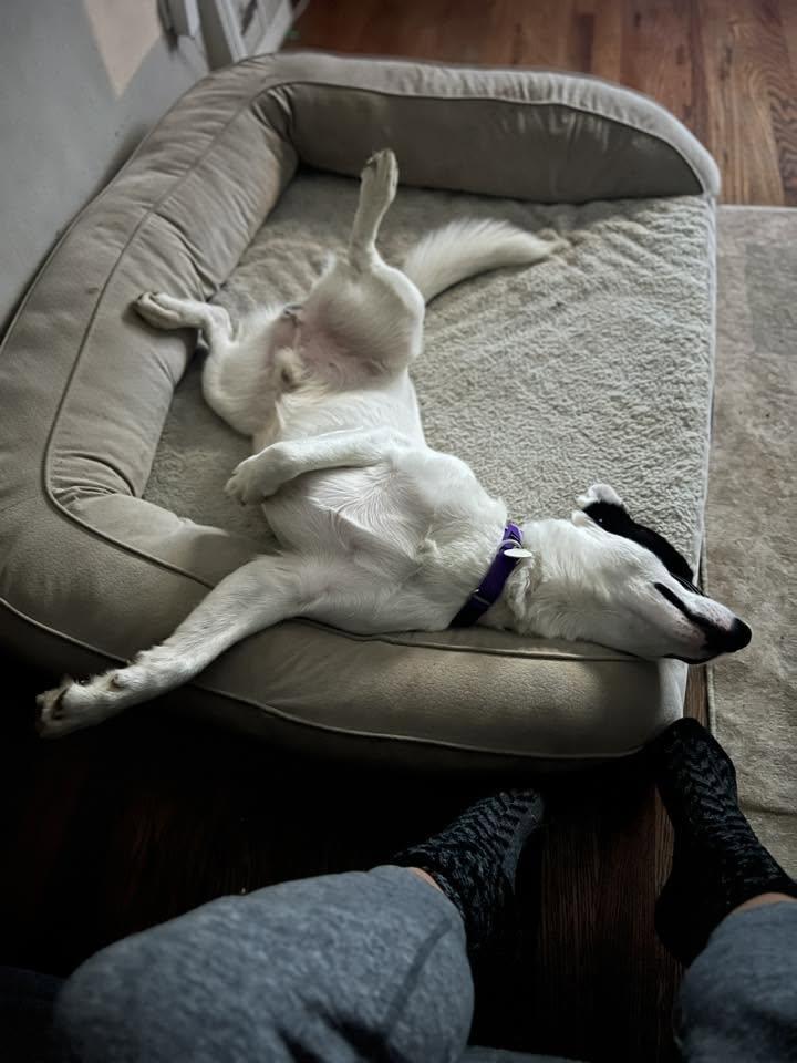 Flint, a Adoptable mixed breed in Kansas City, MO image 3/6