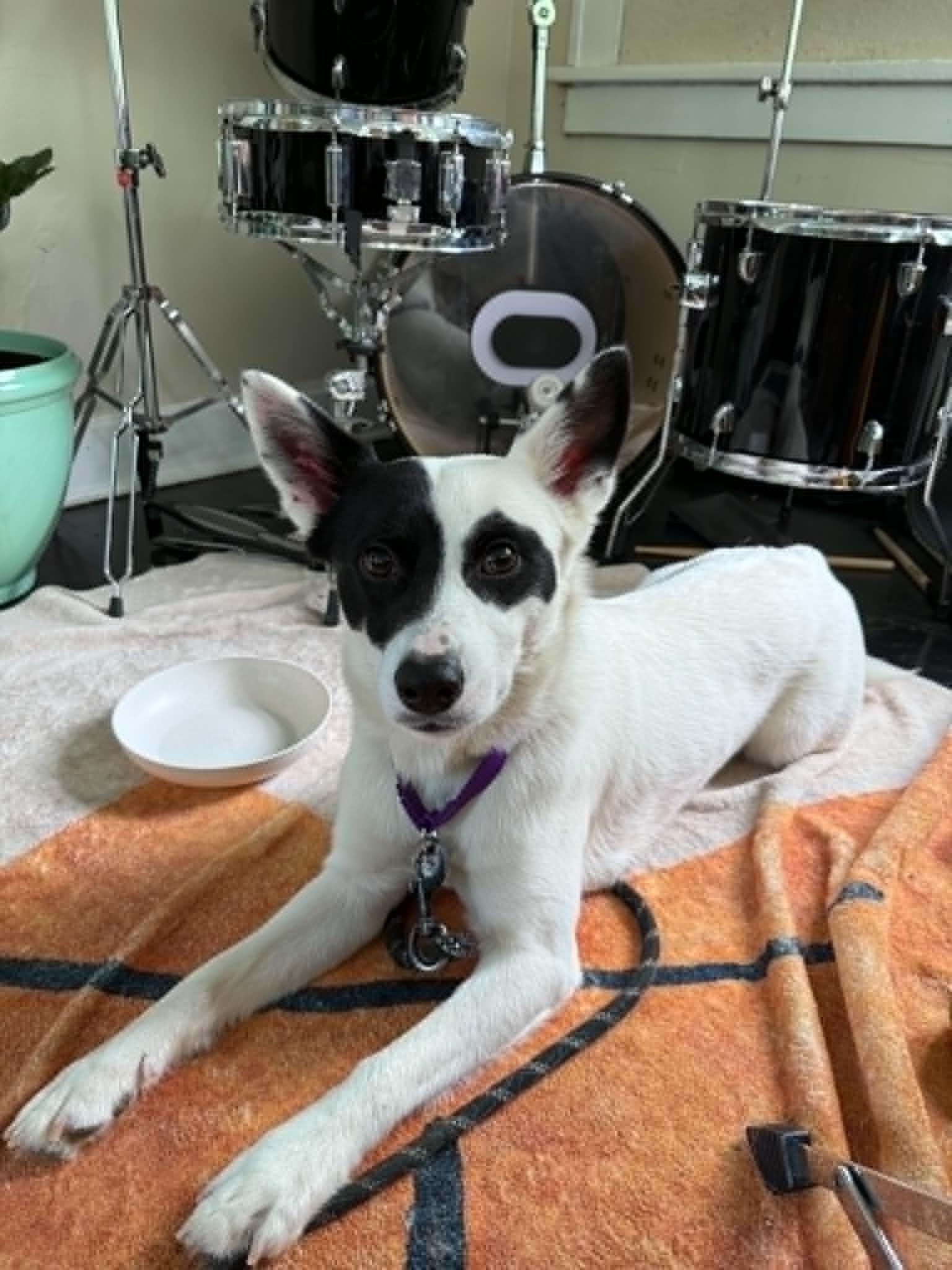 Flint, a Adoptable mixed breed in Kansas City, MO image 6/6