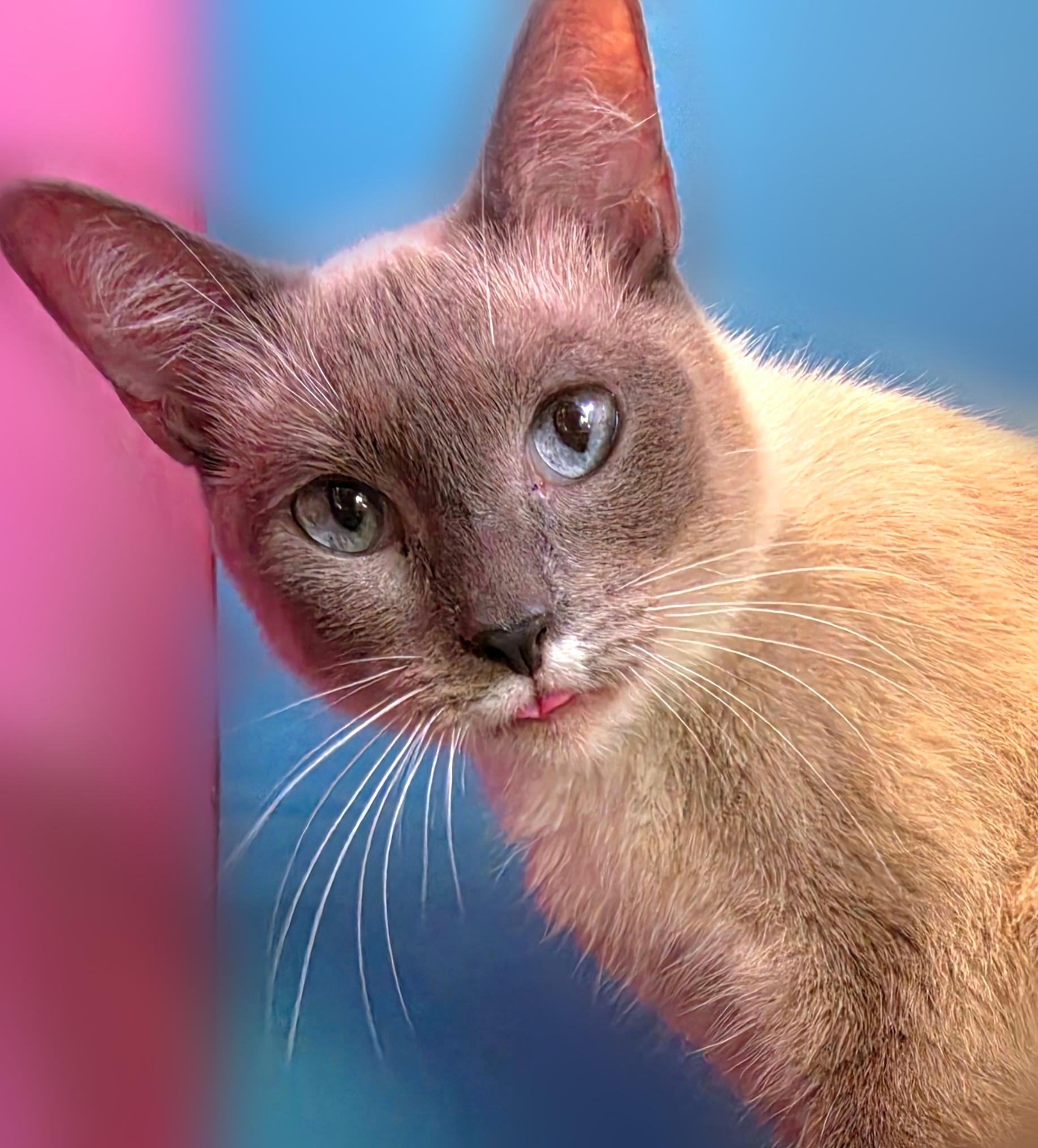Enlarge Duchess, a Adoptable mixed breed in Silver Springs, FL image 3/5