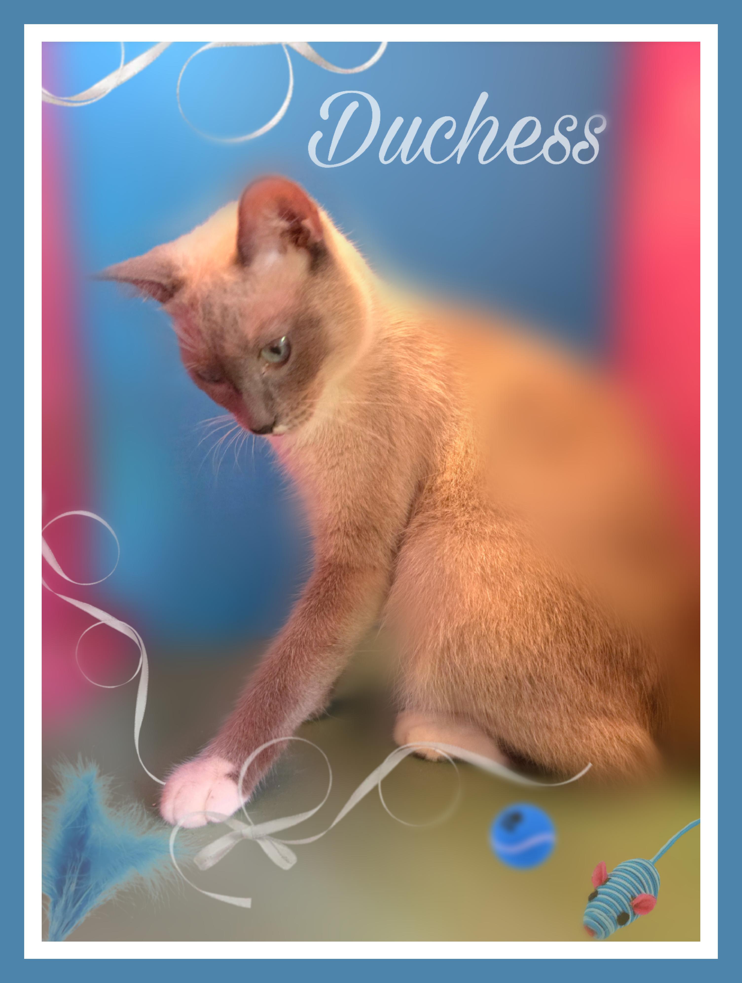 Enlarge Duchess, a Adoptable mixed breed in Silver Springs, FL image 5/5
