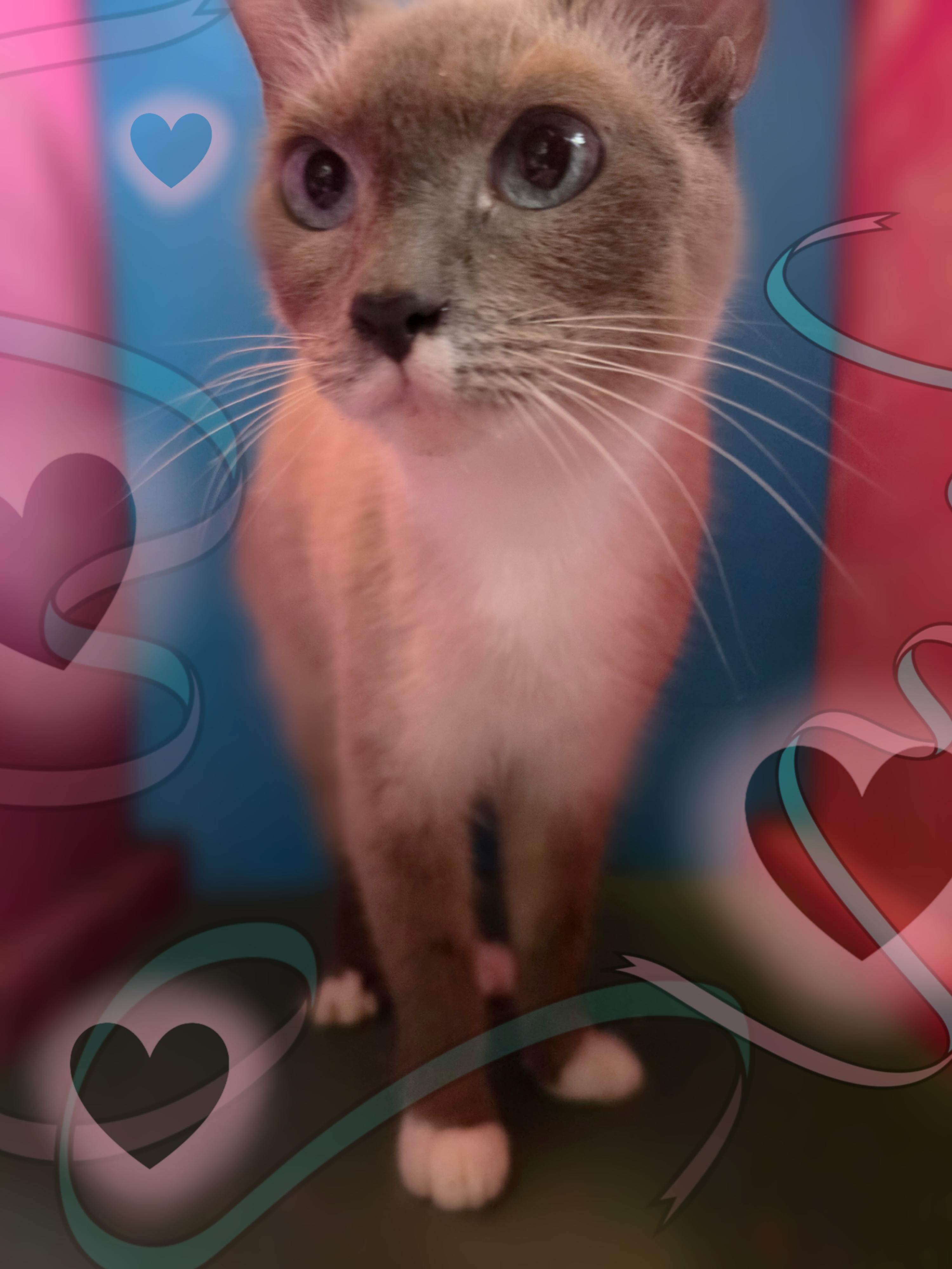 Duchess, Adoptable, Adult Female Siamese & Domestic Short Hair.