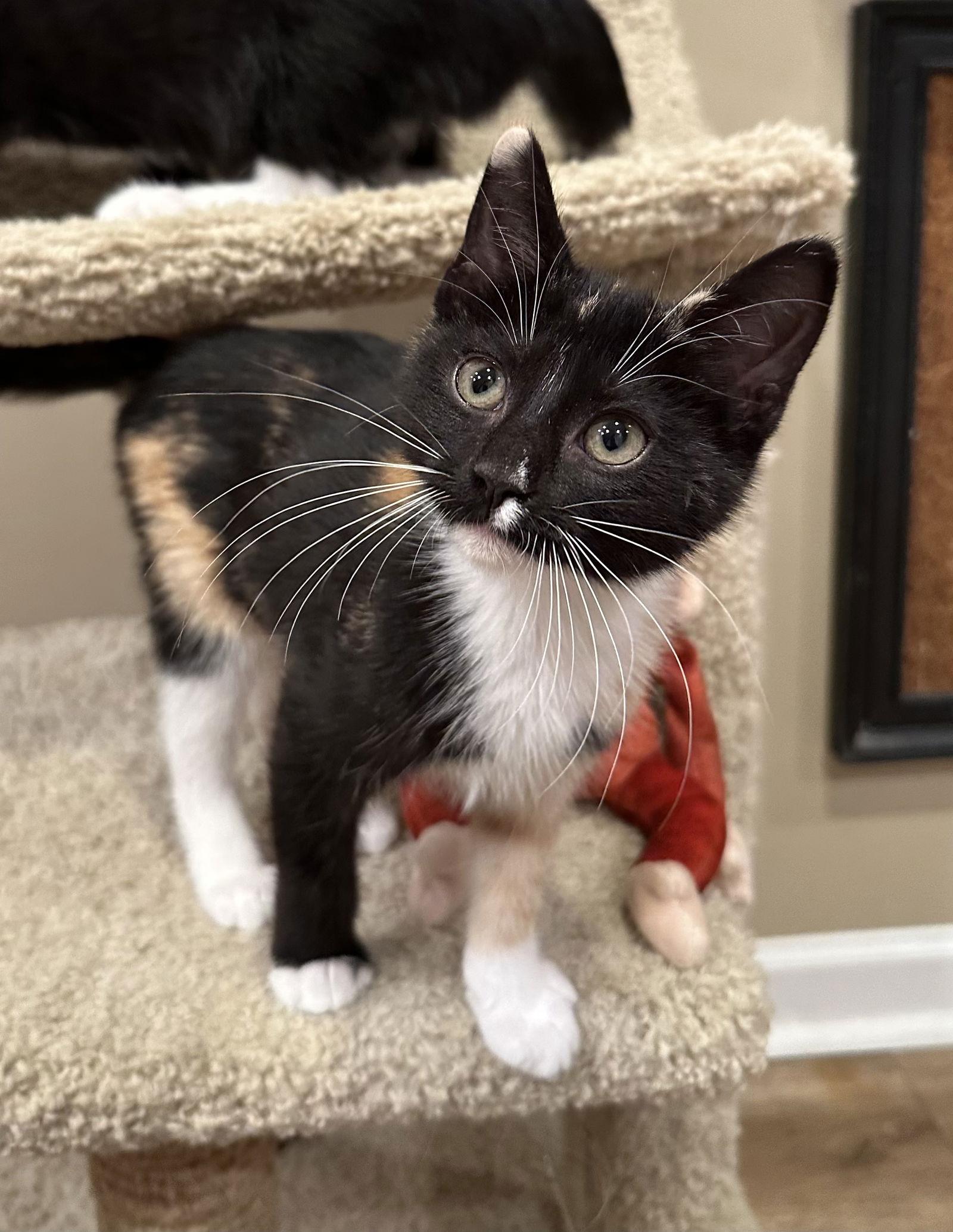 Jillian, Adopted, Kitten Female Tortoiseshell & Domestic Short Hair.