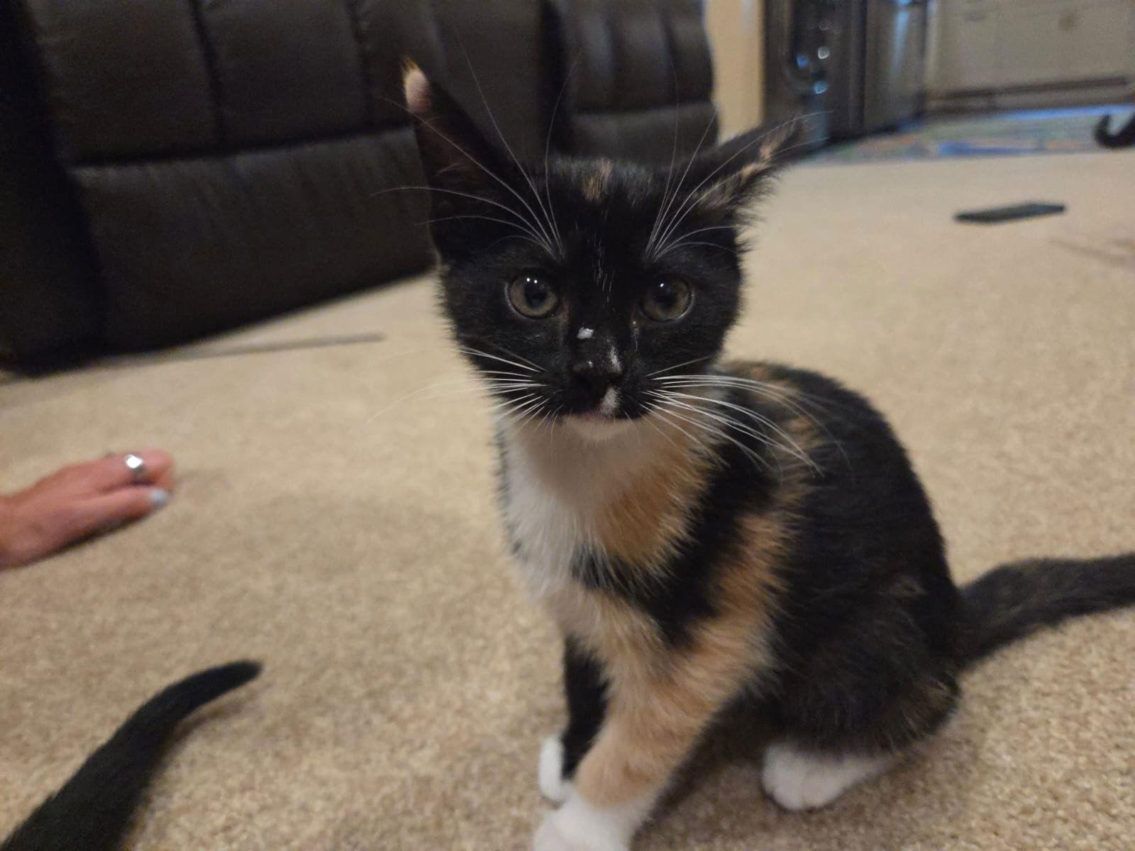 Jillian, a Adopted mixed breed in Buford, GA image 2/3