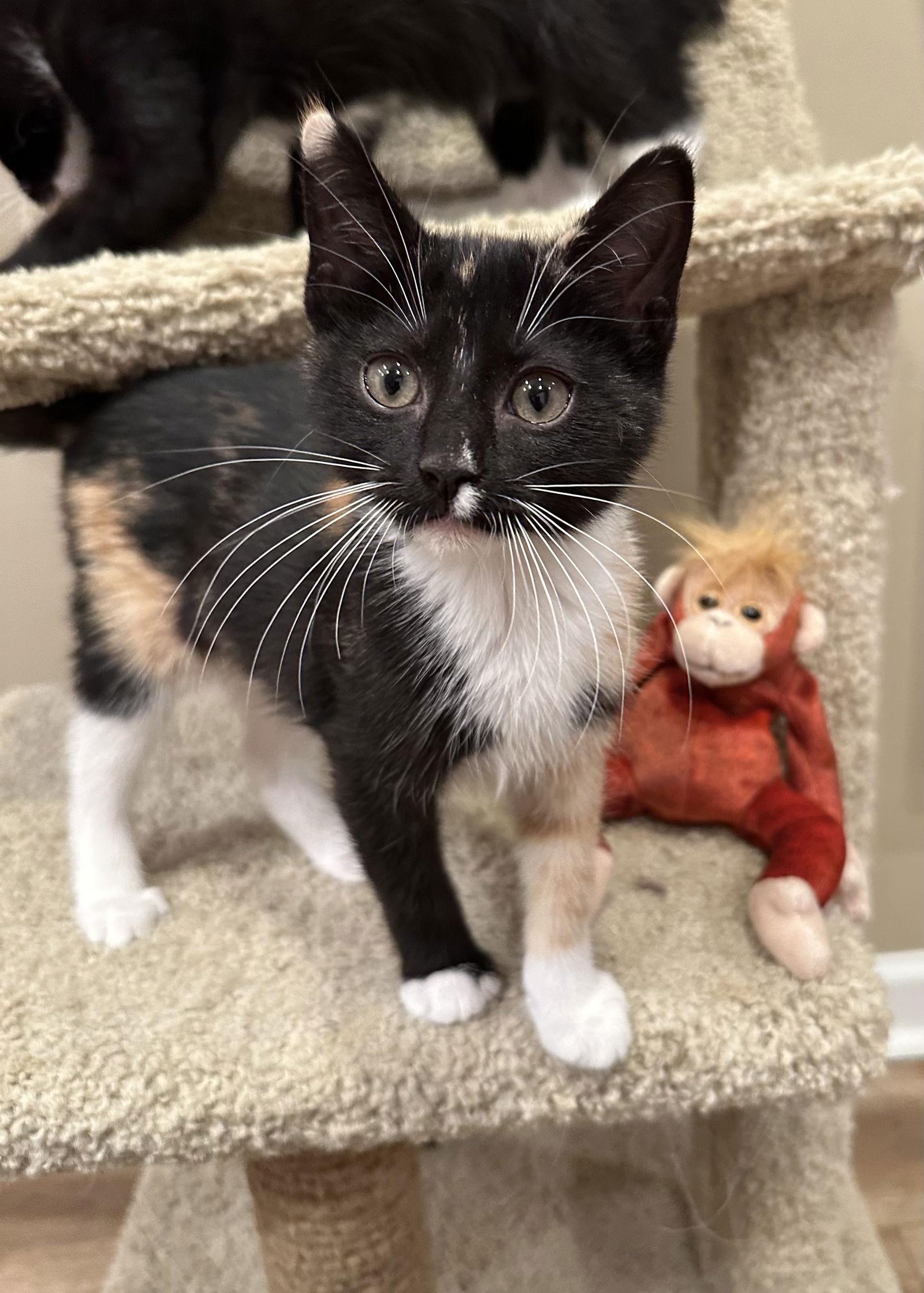 Jillian, a Adopted mixed breed in Buford, GA image 3/3