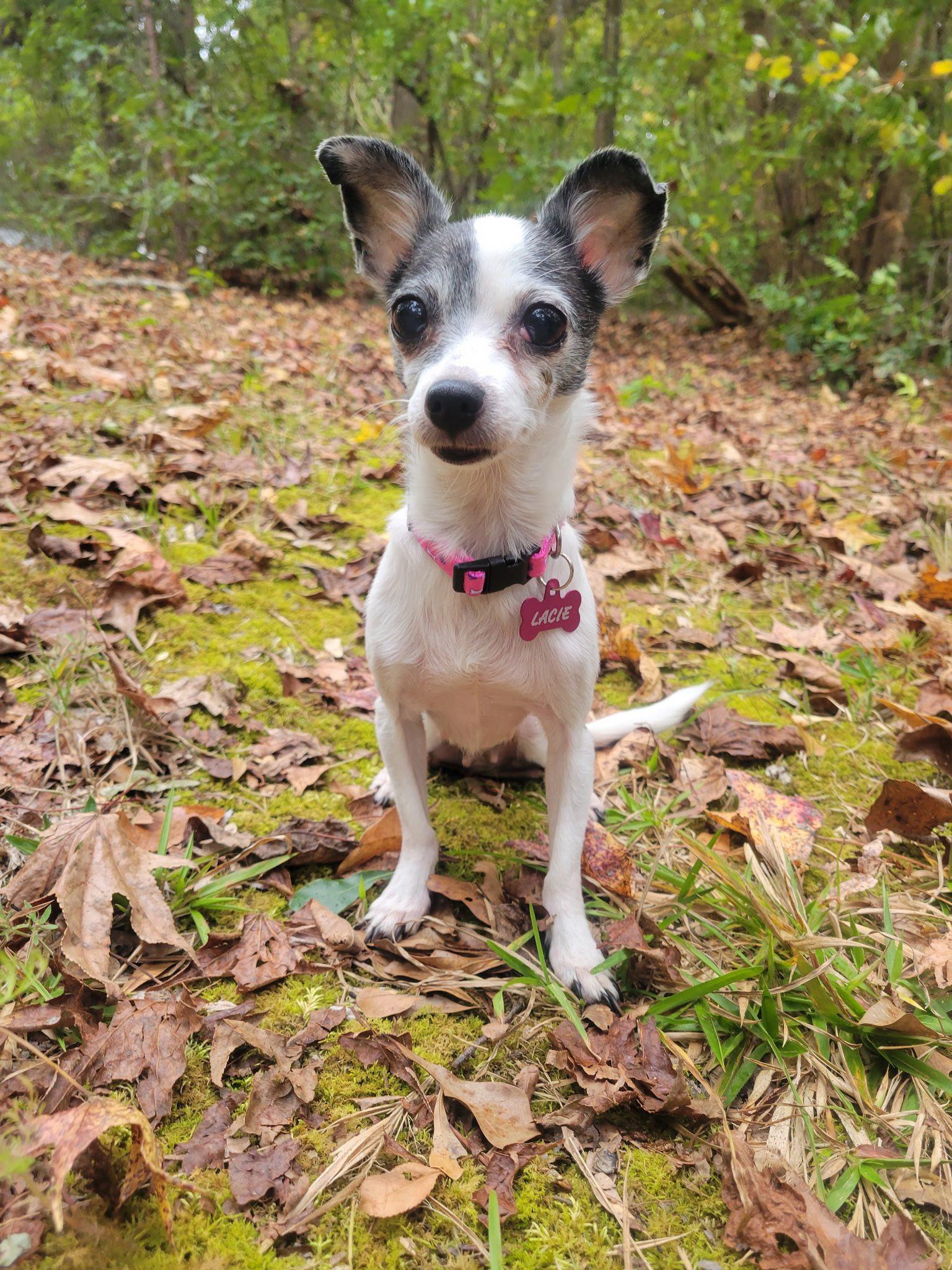 Lana and Lacie (bonded)