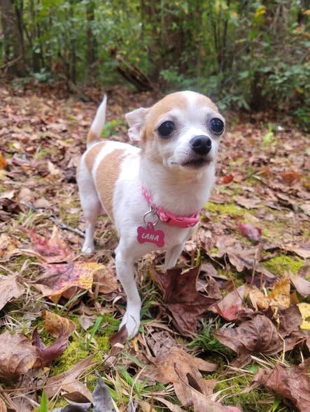 Lana and Lacie (bonded), a Adoptable Chihuahua in Matthews, NC image 2/3