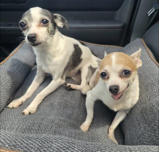 Lana and Lacie (bonded), a Adoptable Chihuahua in Matthews, NC image 3/3
