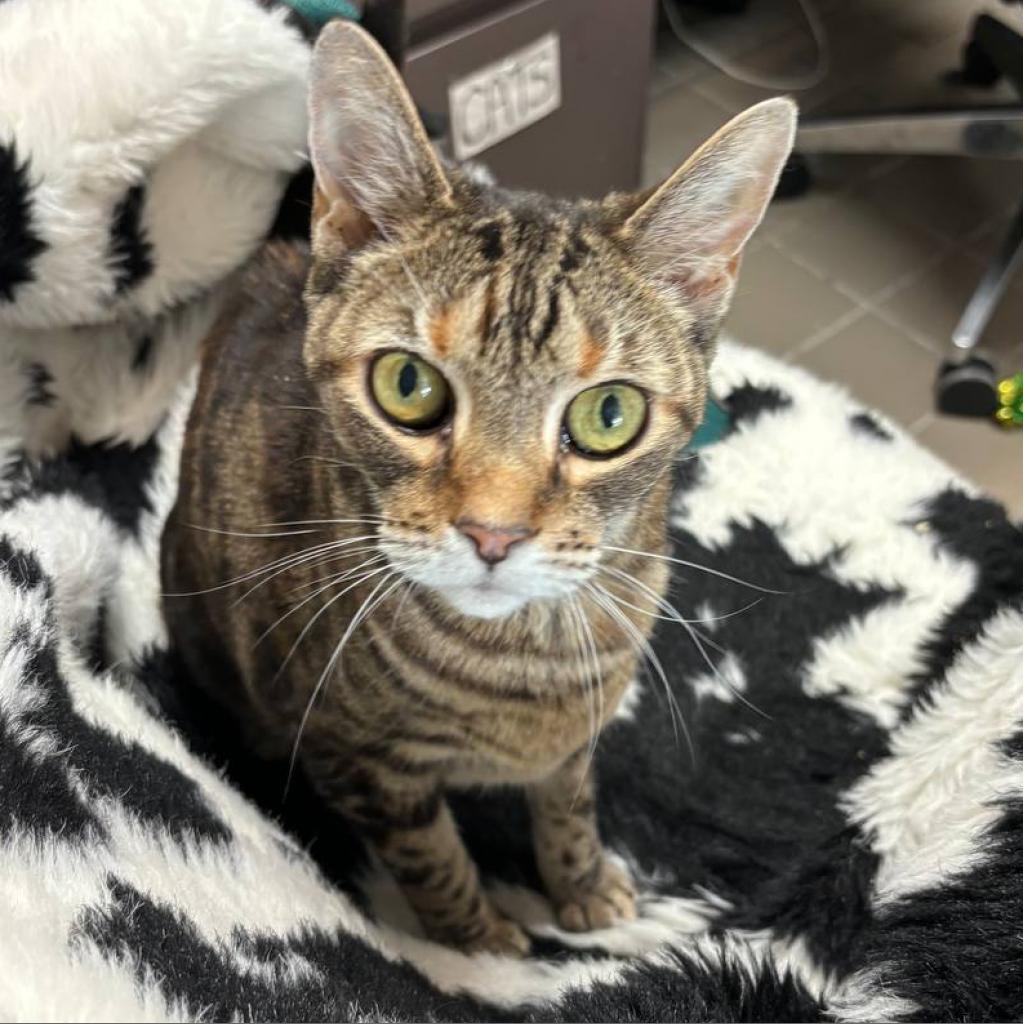 Enlarge Spotty, a Adoptable Domestic Short Hair in New York, NY image 1/6