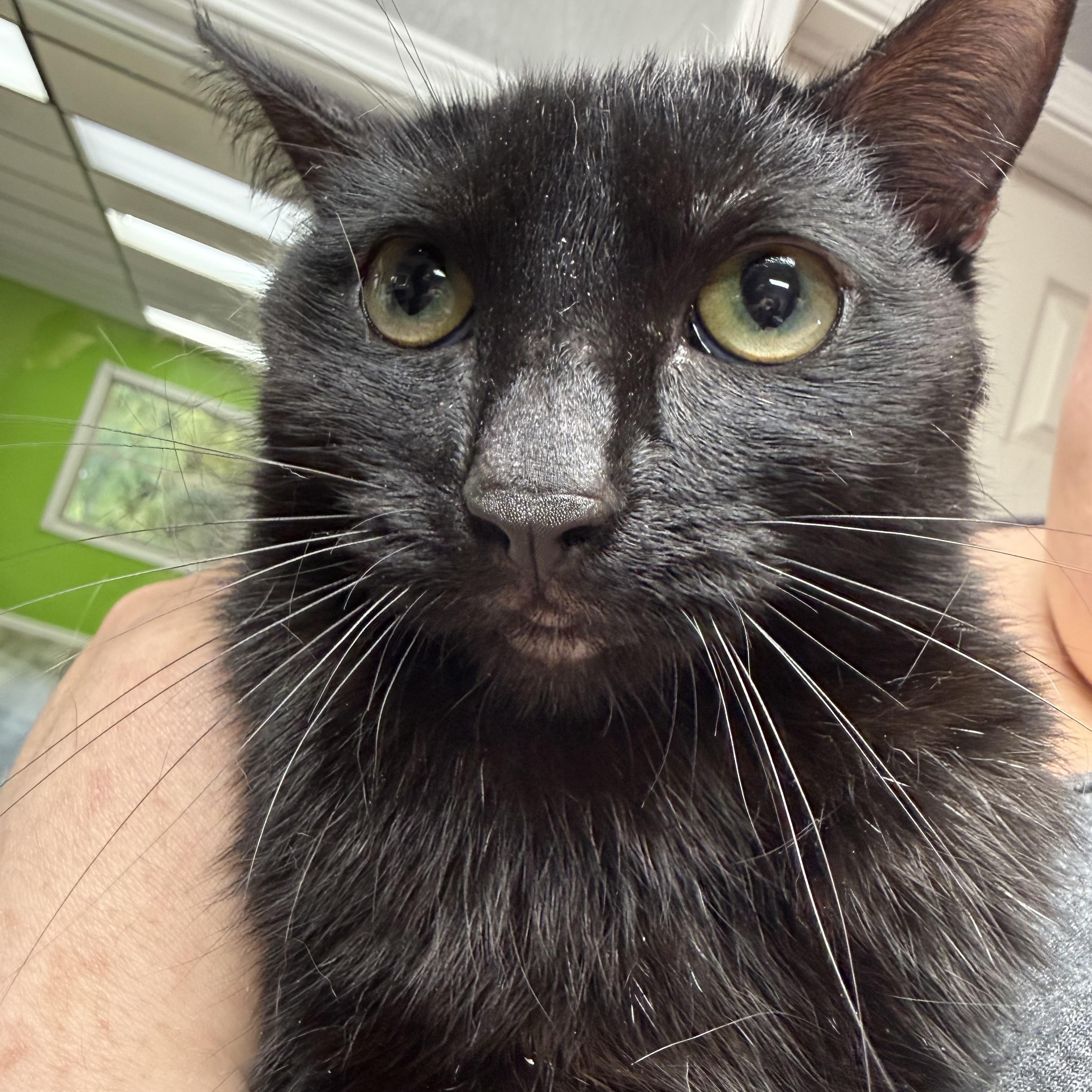 Enlarge Ciara, a Adoptable Domestic Short Hair in Lemont, IL image 2/4