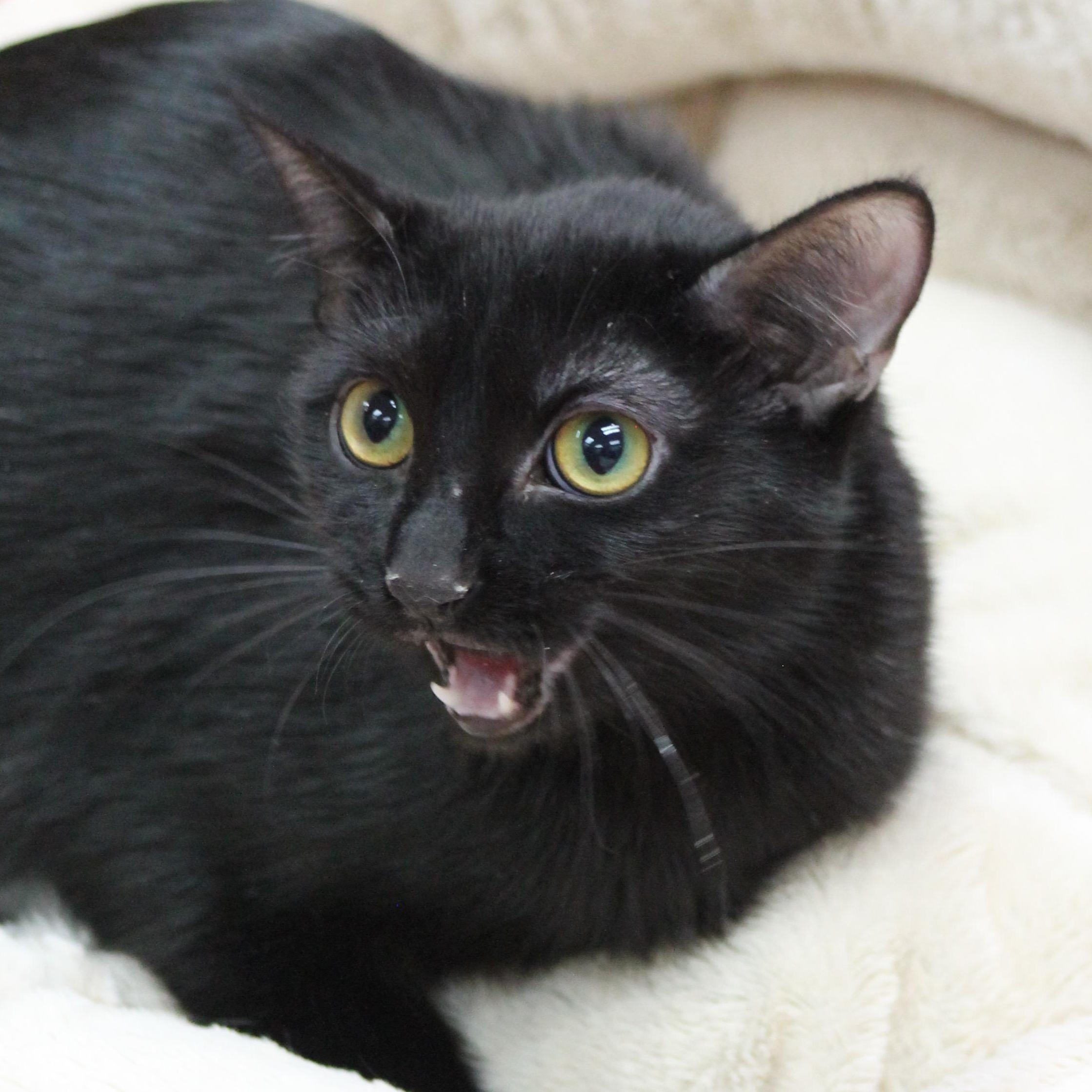 Enlarge Ciara, a Adoptable Domestic Short Hair in Lemont, IL image 2/2