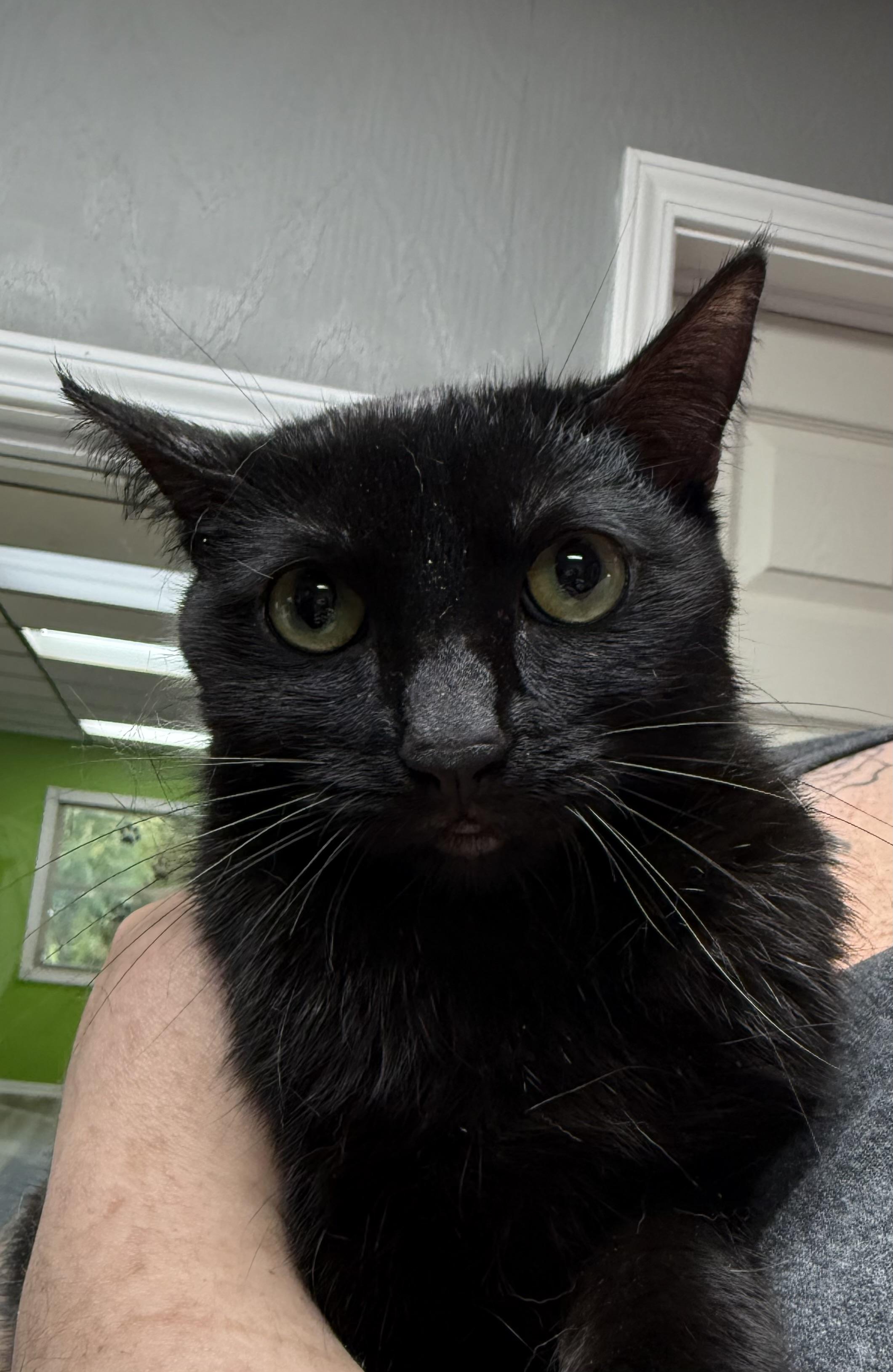 Ciara, Adoptable, Young Female Domestic Short Hair.