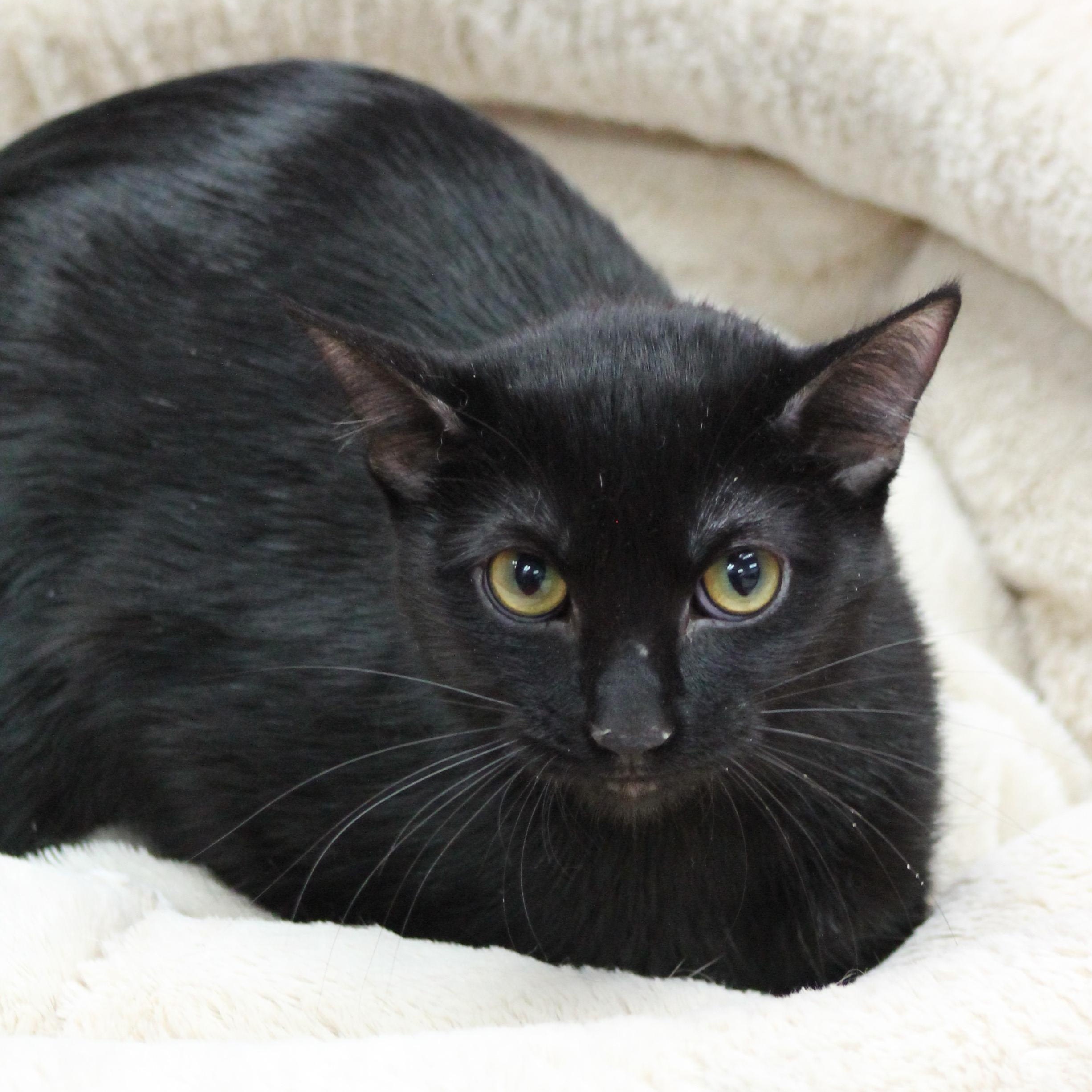 Ciara, Adoptable, Kitten Female Domestic Short Hair.