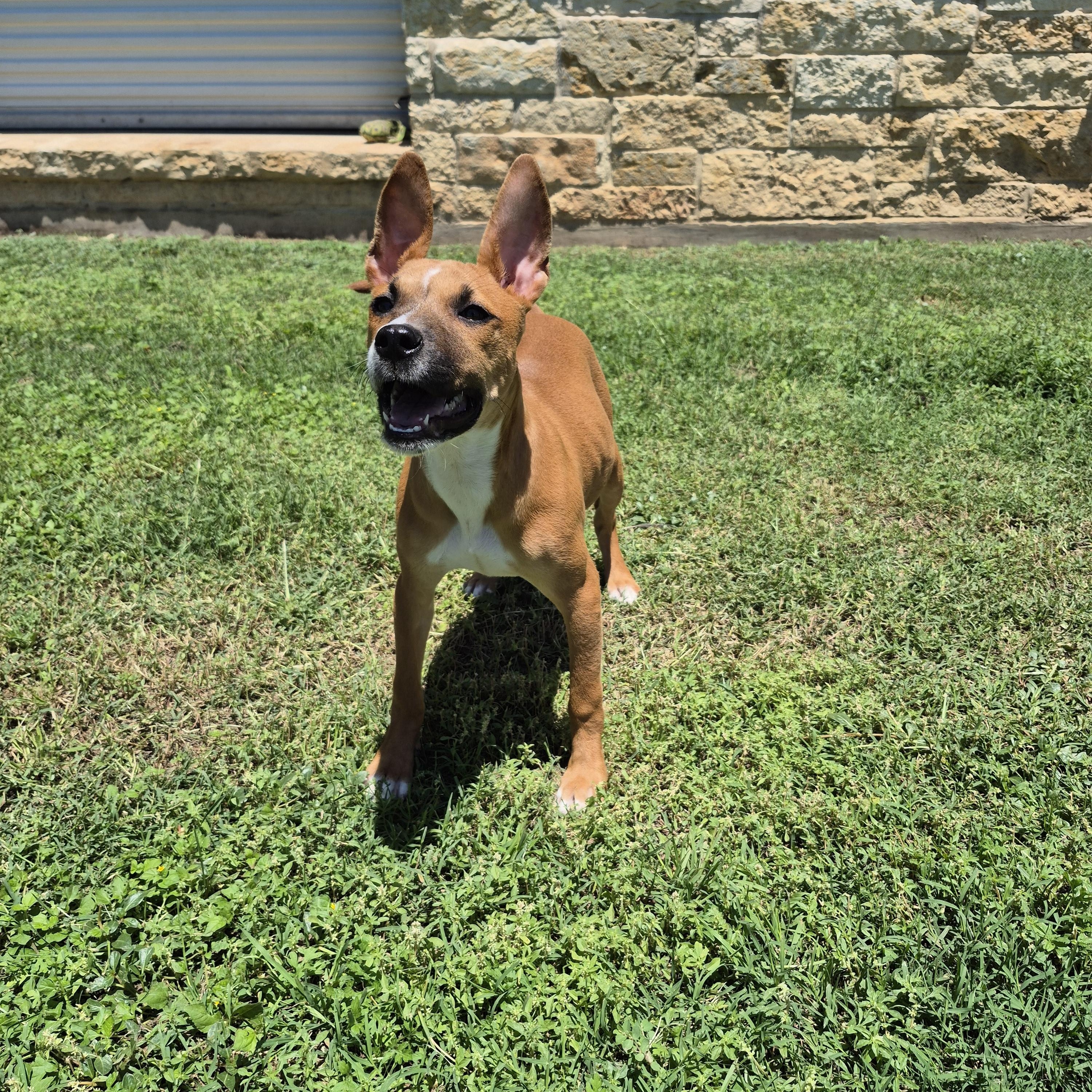 Artemis, a ADOPTABLE Mixed Breed in Schertz, TX image 4/4