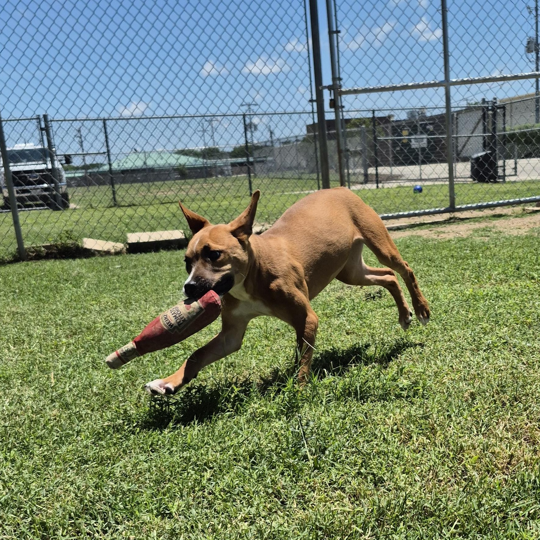 Artemis, ADOPTABLE, Young Female Mixed Breed.