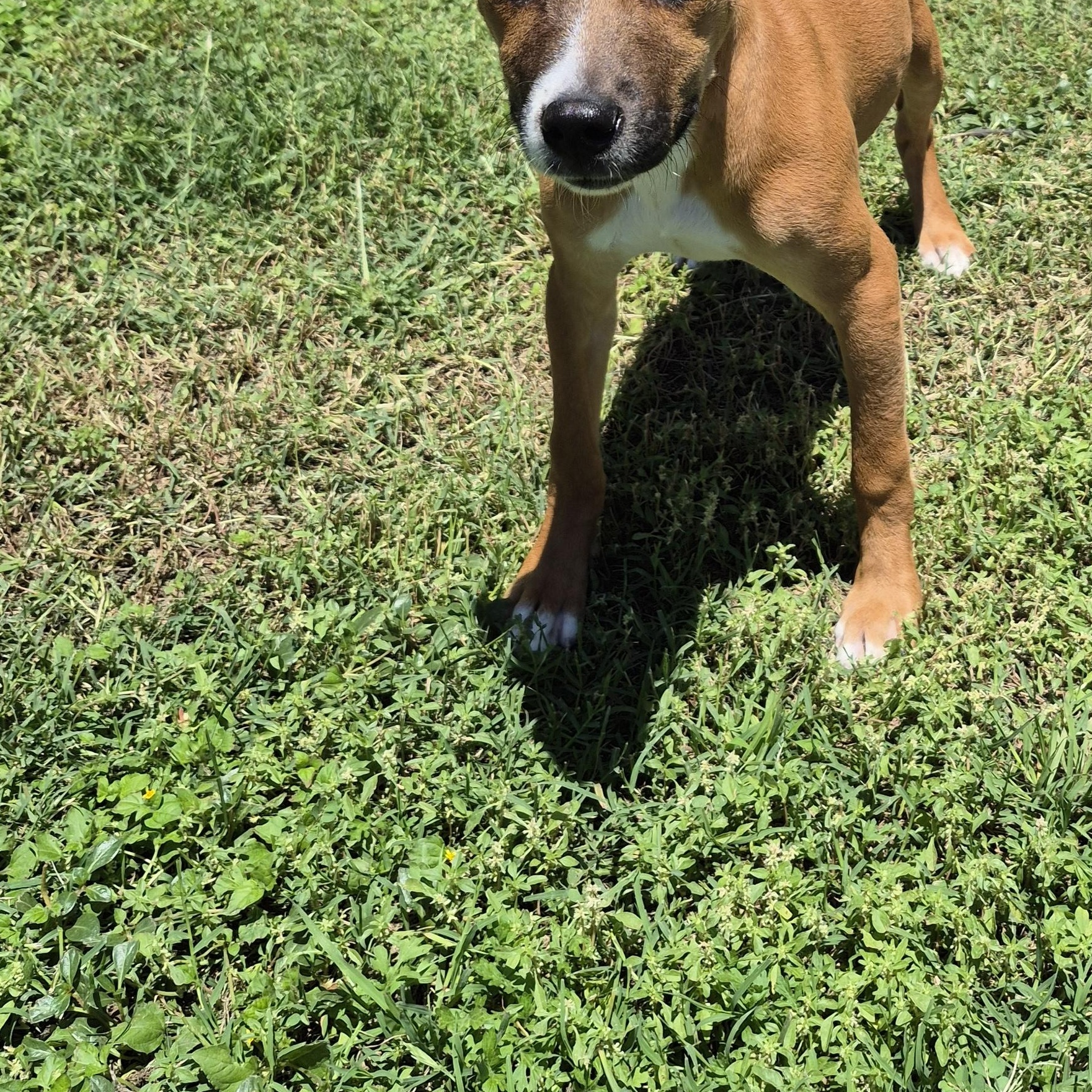 Artemis, a ADOPTABLE Mixed Breed in Schertz, TX image 3/4