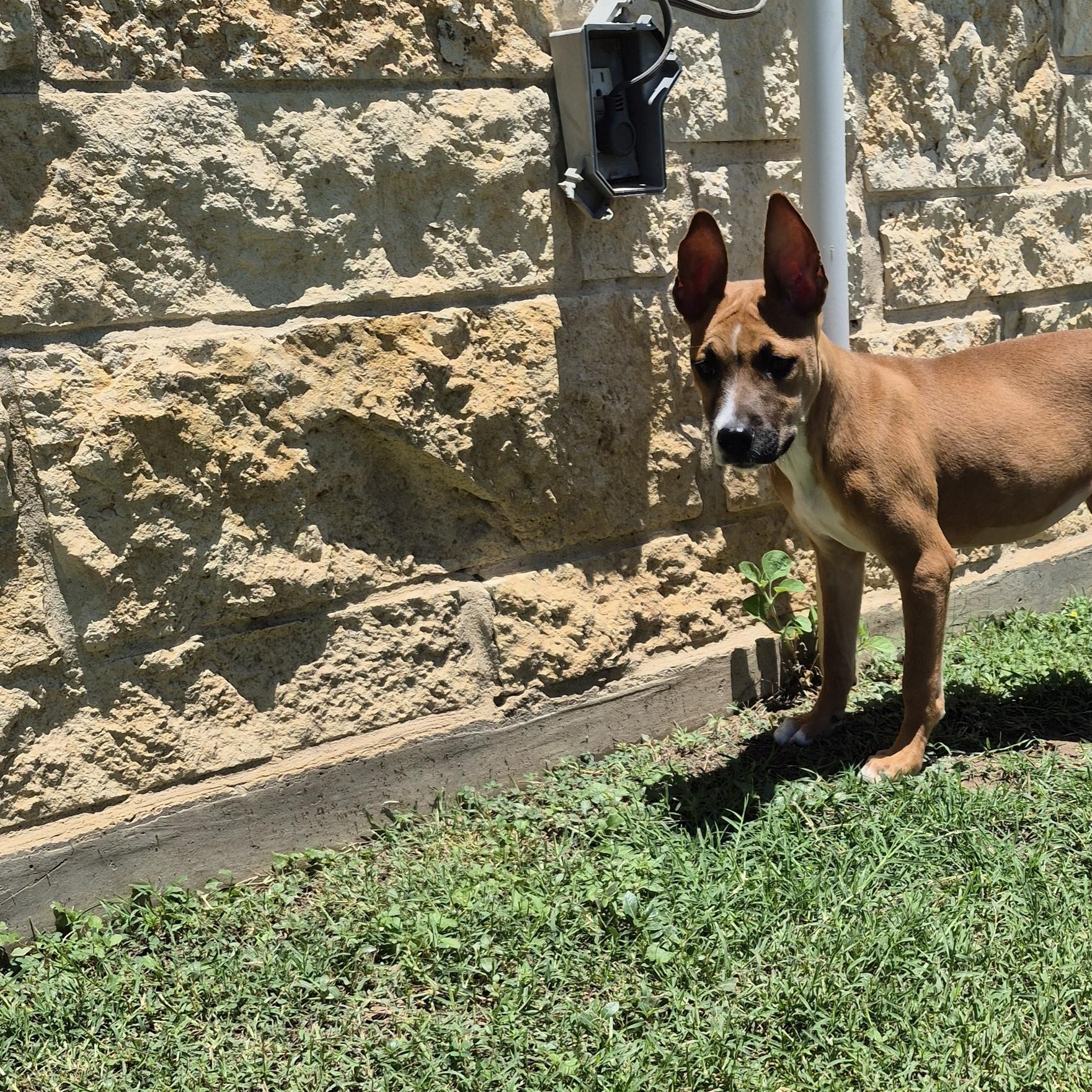 Artemis, a ADOPTABLE Mixed Breed in Schertz, TX image 2/4