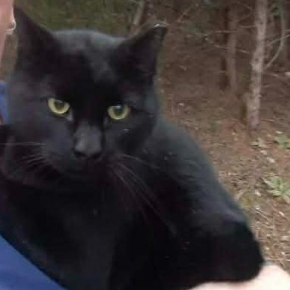 Casper (25-4899), Adoptable, Adult Male Domestic Short Hair.