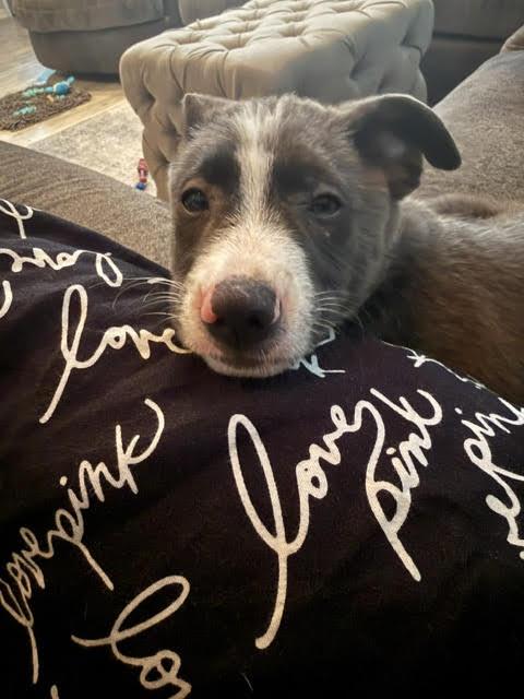 Lynard, a Adoptable Terrier in Oakhurst, NJ image 1/3