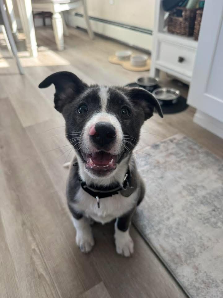 Lynard, a Adoptable Terrier in Oakhurst, NJ image 3/3