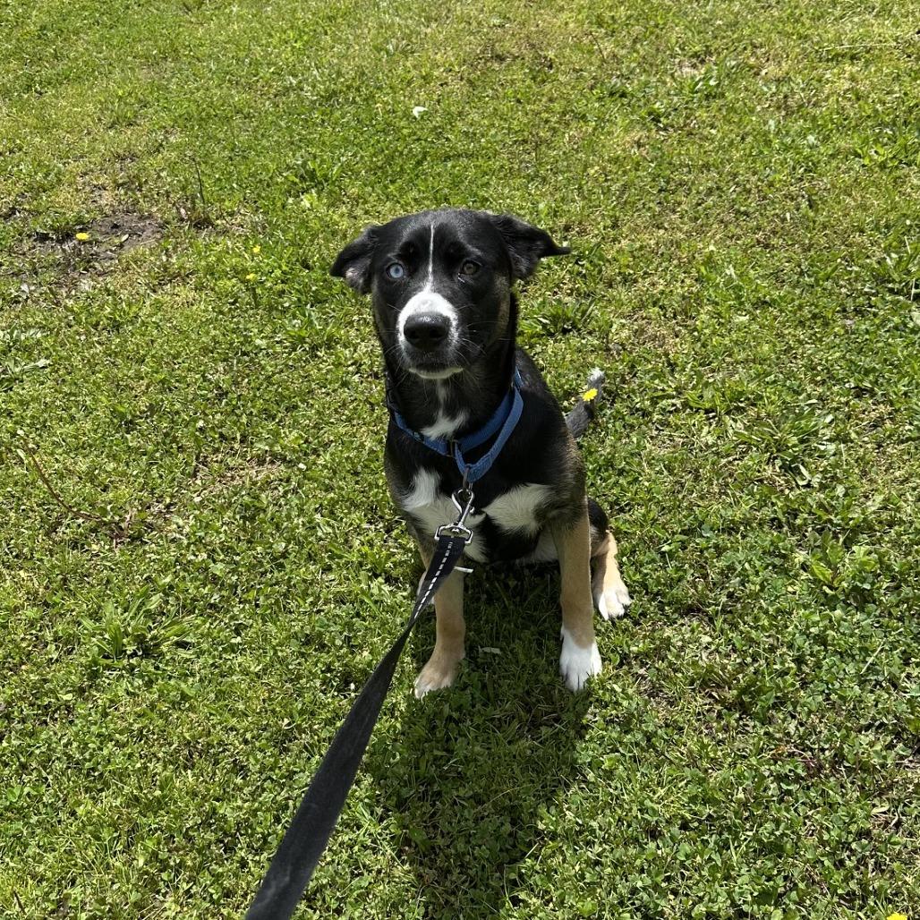 D26-045 Winnie, Adoptable, Young Female Siberian Husky & German Shepherd Dog.
