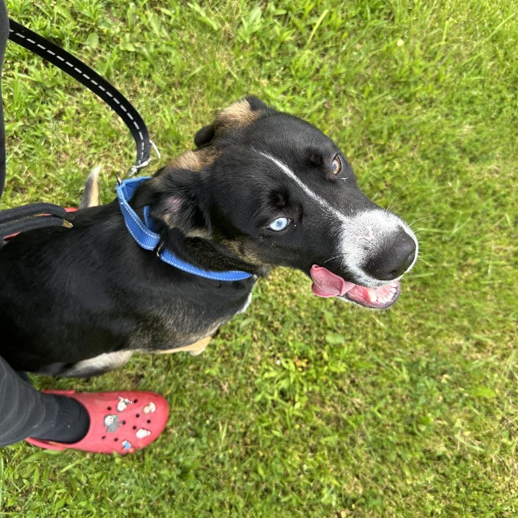 D26-045 Winnie, a Adoptable mixed breed in Franklin, PA image 2/3