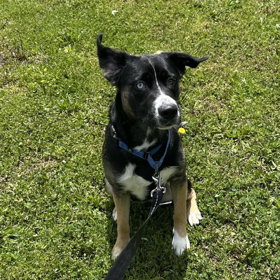 D26-045 Winnie, a Adoptable mixed breed in Franklin, PA image 3/3