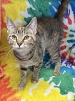 Enlarge 6987 (Tater), a Adoptable Domestic Short Hair in Lake City, MI image 1/1