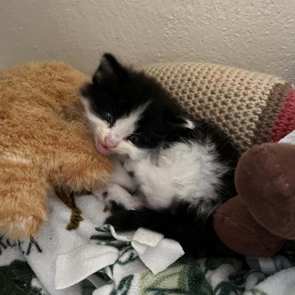Zim, Adoptable, Kitten Male Domestic Medium Hair.