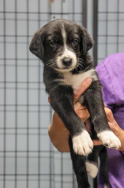 Puppies, an adoptable Mixed Breed in Pierre, SD, 57501 | Photo Image 3