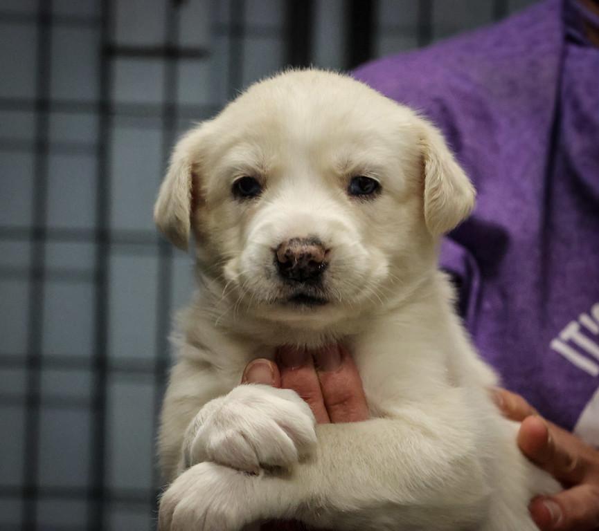 Puppies, an adoptable Mixed Breed in Pierre, SD, 57501 | Photo Image 4
