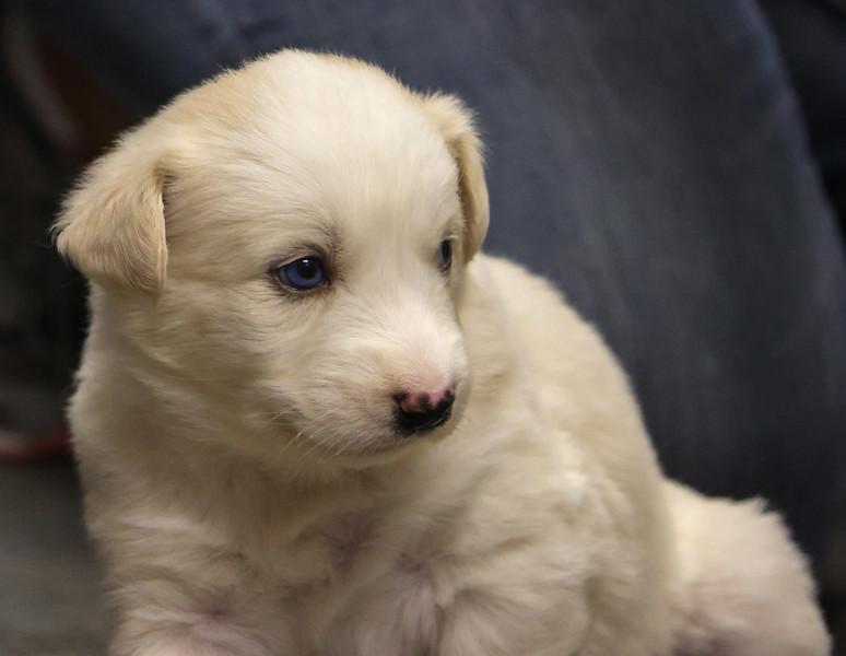 Puppies, an adoptable Mixed Breed in Pierre, SD, 57501 | Photo Image 5