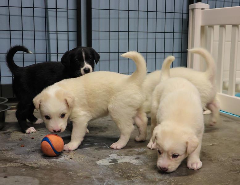 Puppies, an adoptable Mixed Breed in Pierre, SD, 57501 | Photo Image 1