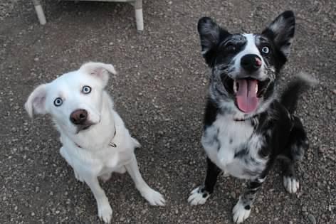 Puppies, an adoptable Mixed Breed in Pierre, SD, 57501 | Photo Image 6