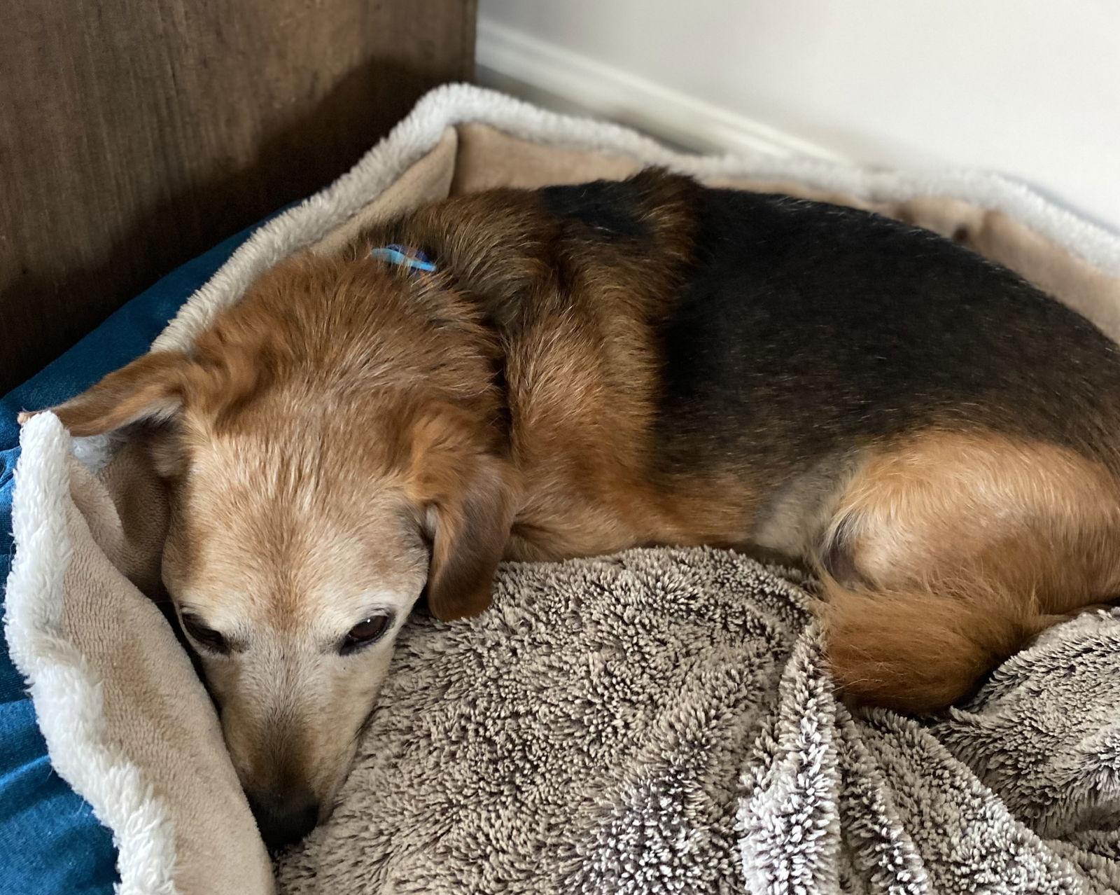 Doxy **Home for the Holidays Half price!, a Adoptable mixed breed in Alpharetta, GA image 1/6