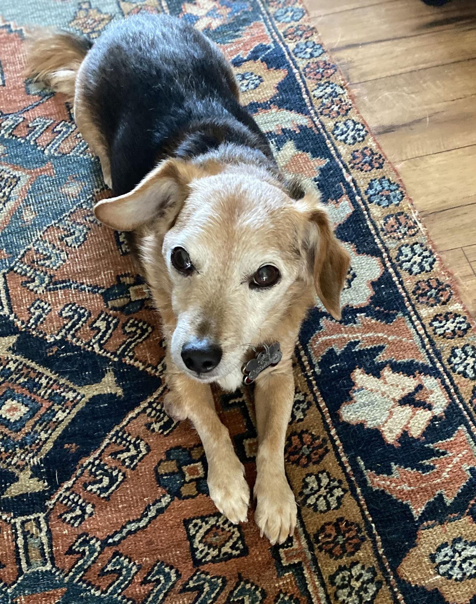 Doxy **Home for the Holidays Half price!, a Adoptable mixed breed in Alpharetta, GA image 2/6