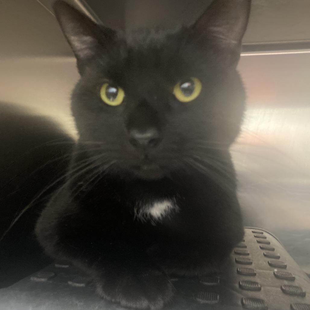 Enlarge Beefcake, a Adoptable Domestic Short Hair in Independence, KS image 1/1