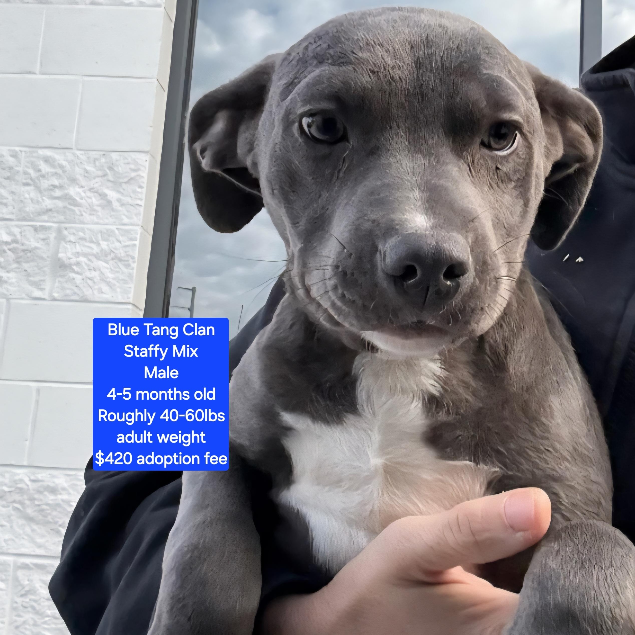 Blue Tang Clan, ADOPTABLE, Young Male Staffordshire Bull Terrier.