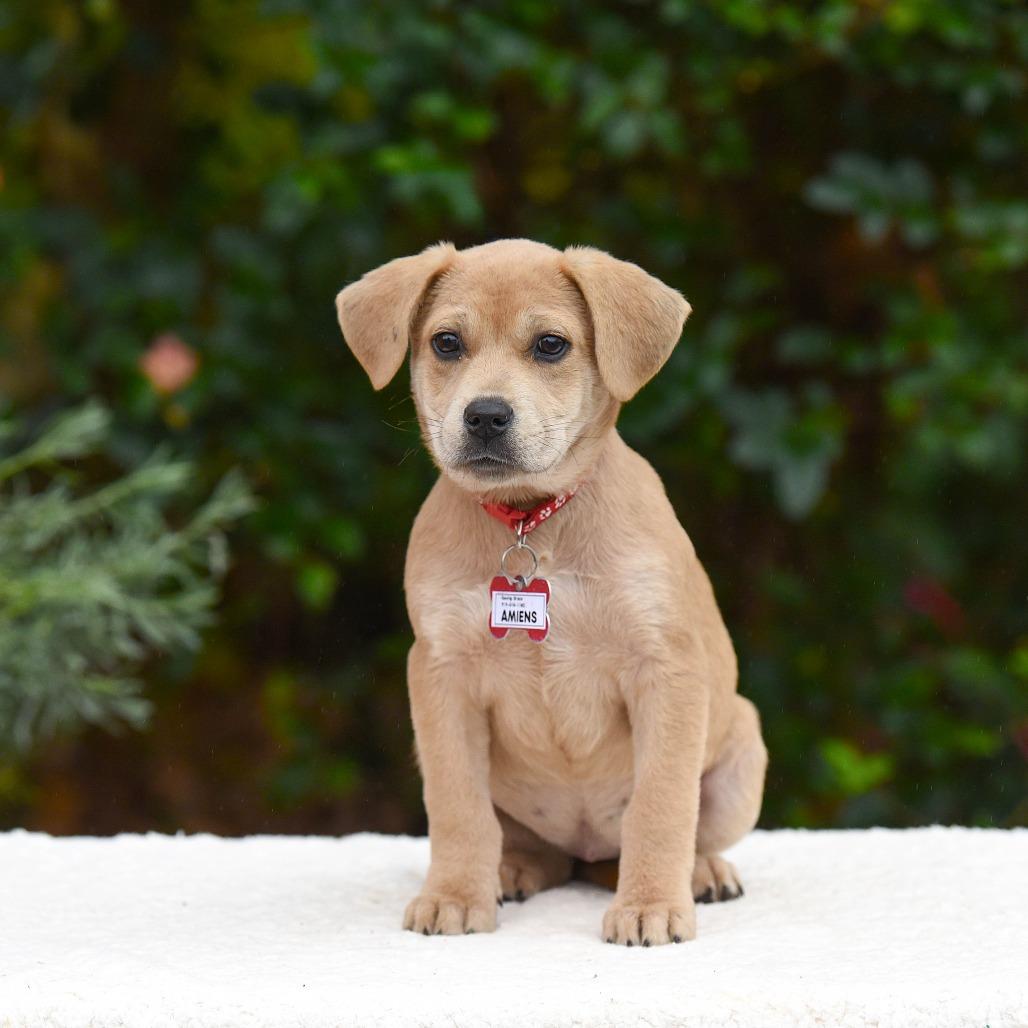 Enlarge Amiens, a Adoptable mixed breed in Wake Forest, NC image 1/1