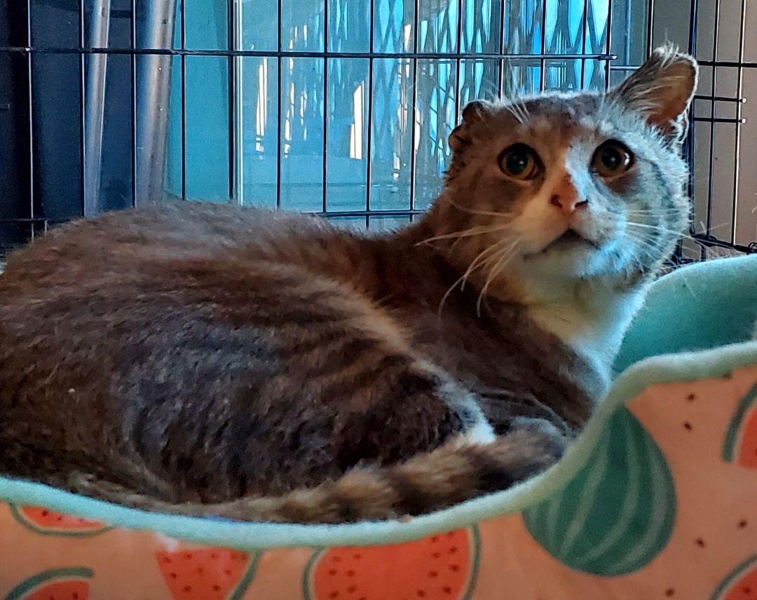 Droopy, a Adoptable Domestic Short Hair in New York, NY image 2/6